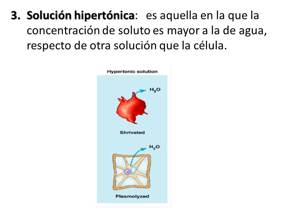 Solución hipertónica: es aquella en la que la concentración de soluto es mayor a la de agua, respecto de otra solución que la célula.