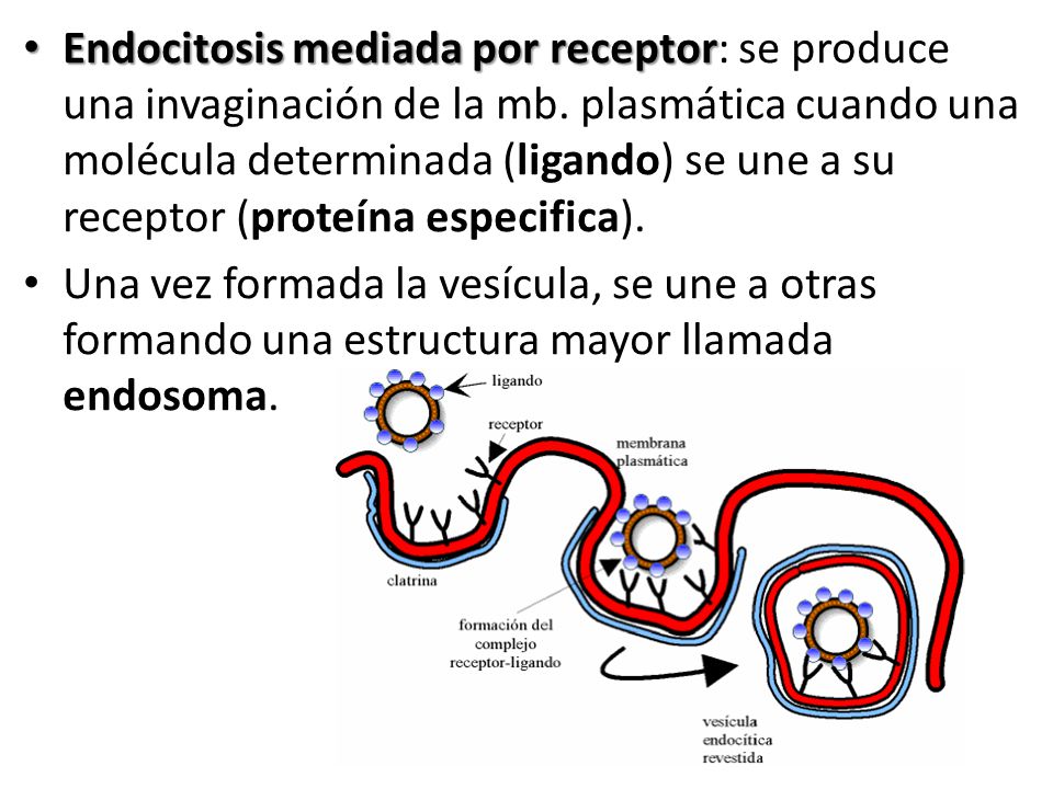 Endocitosis mediada por receptor: se produce una invaginación de la mb