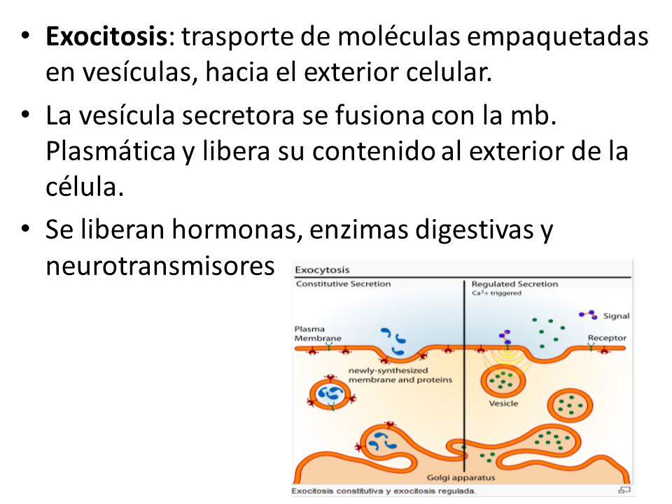 Exocitosis: trasporte de moléculas empaquetadas en vesículas, hacia el exterior celular.