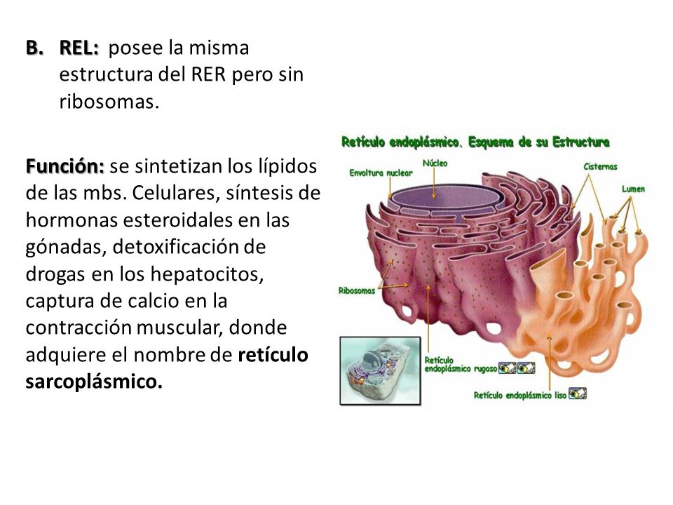 REL: posee la misma estructura del RER pero sin ribosomas.