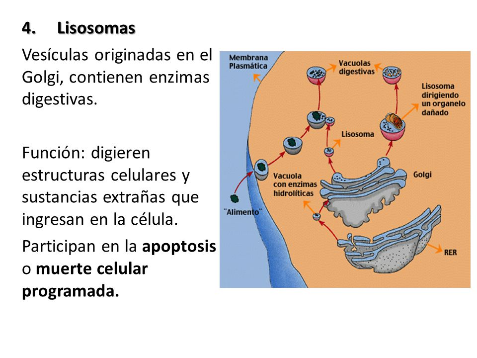 4. Lisosomas Vesículas originadas en el Golgi, contienen enzimas digestivas.