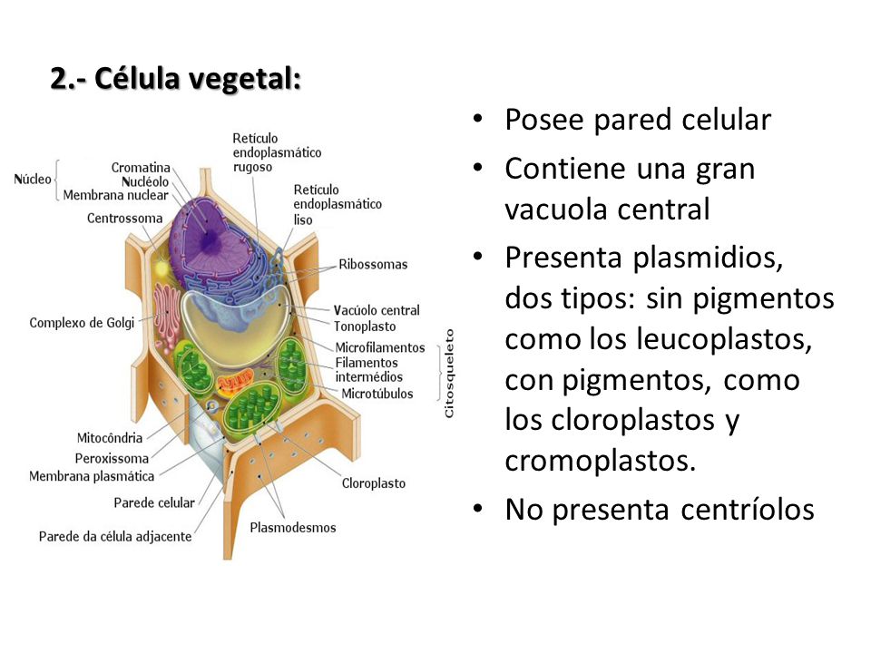 2.- Célula vegetal: Posee pared celular. Contiene una gran vacuola central.