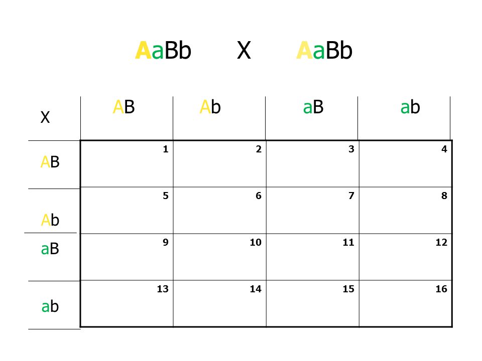 AaBb X AaBb AB Ab aB ab AB Ab aB ab X