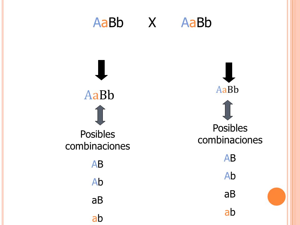 AaBb X AaBb AaBb AaBb Posibles combinaciones Posibles combinaciones AB