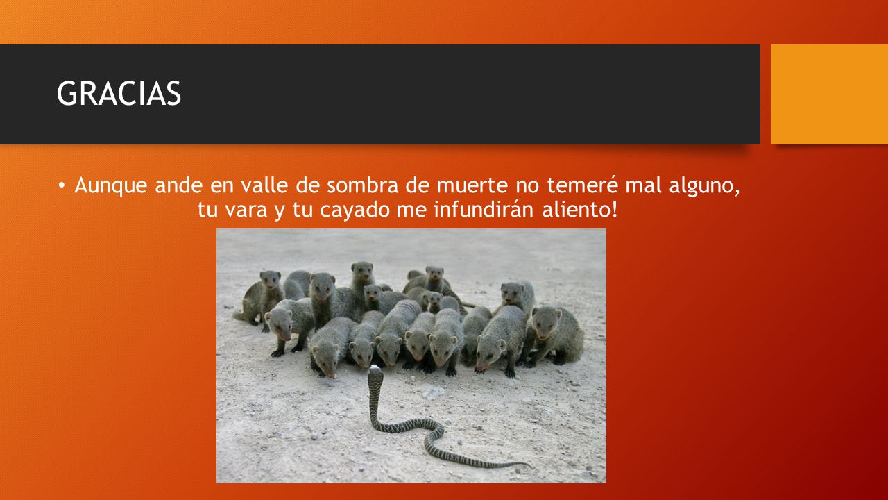GRACIAS Aunque ande en valle de sombra de muerte no temeré mal alguno, tu vara y tu cayado me infundirán aliento!