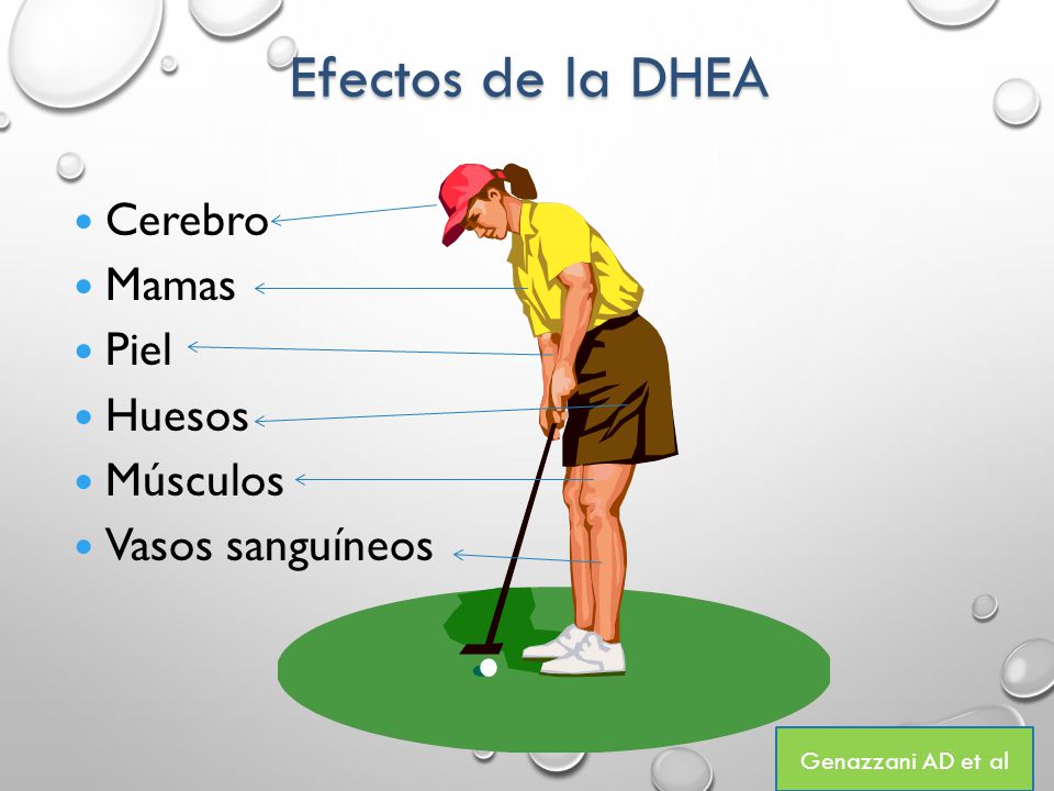 Efectos de la DHEA Cerebro Mamas Piel Huesos Músculos Vasos sanguíneos