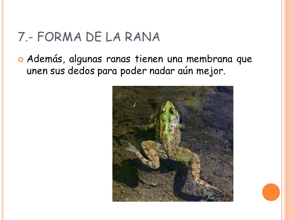 7.- FORMA DE LA RANA Además, algunas ranas tienen una membrana que unen sus dedos para poder nadar aún mejor.