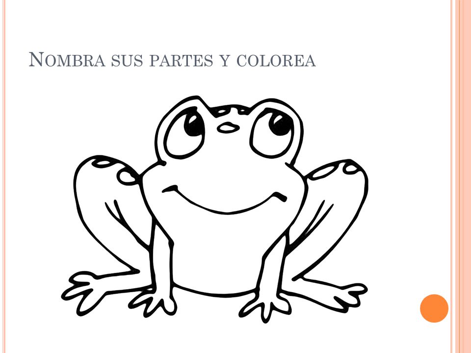 La Rana Ppt Video Online Descargar