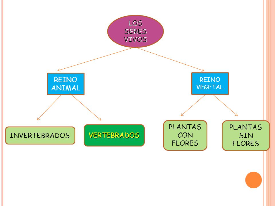 LOS SERES VIVOS REINO ANIMAL PLANTAS CON FLORES PLANTAS SIN FLORES