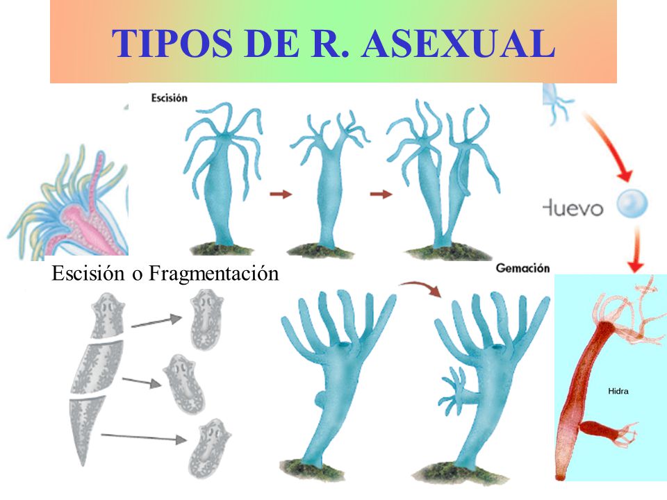 TIPOS DE R. ASEXUAL Escisión o Fragmentación