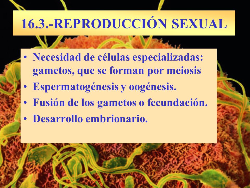 16.3.-REPRODUCCIÓN SEXUAL Necesidad de células especializadas: gametos, que se forman por meiosis. Espermatogénesis y oogénesis.
