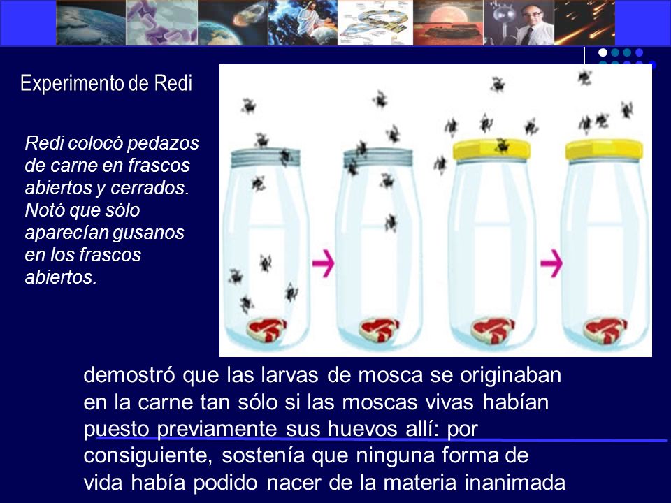 Experimento de Redi Redi colocó pedazos de carne en frascos abiertos y cerrados. Notó que sólo aparecían gusanos en los frascos abiertos.
