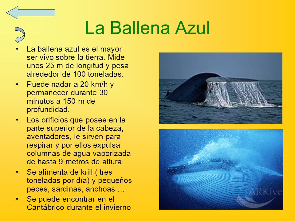 La Ballena Azul La ballena azul es el mayor ser vivo sobre la tierra. Mide unos 25 m de longitud y pesa alrededor de 100 toneladas.