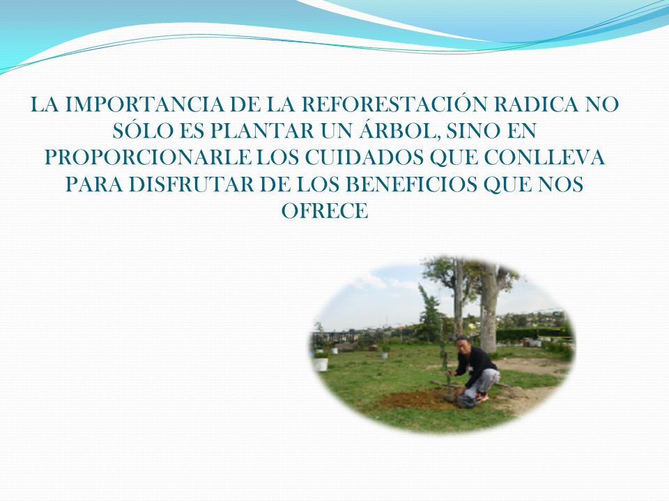 LA IMPORTANCIA DE LA REFORESTACIÓN RADICA NO SÓLO ES PLANTAR UN ÁRBOL, SINO EN PROPORCIONARLE LOS CUIDADOS QUE CONLLEVA PARA DISFRUTAR DE LOS BENEFICIOS QUE NOS OFRECE