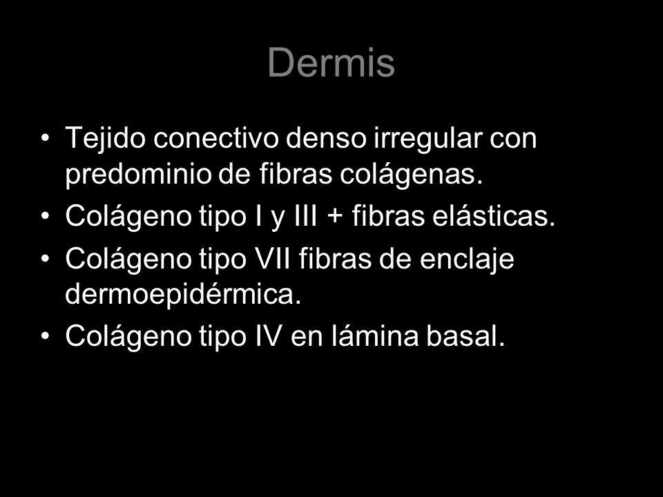 Dermis Tejido conectivo denso irregular con predominio de fibras colágenas. Colágeno tipo I y III + fibras elásticas.