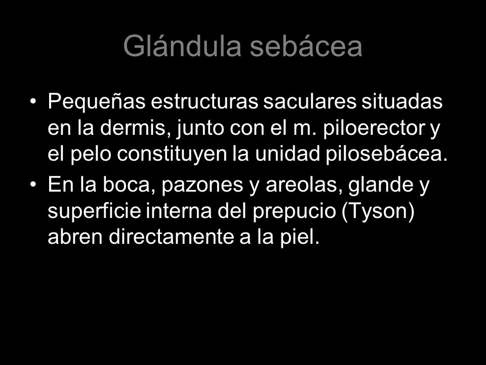 Glándula sebácea Pequeñas estructuras saculares situadas en la dermis, junto con el m. piloerector y el pelo constituyen la unidad pilosebácea.