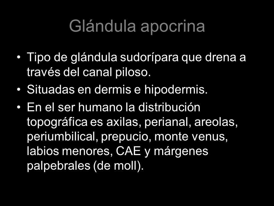 Glándula apocrina Tipo de glándula sudorípara que drena a través del canal piloso. Situadas en dermis e hipodermis.