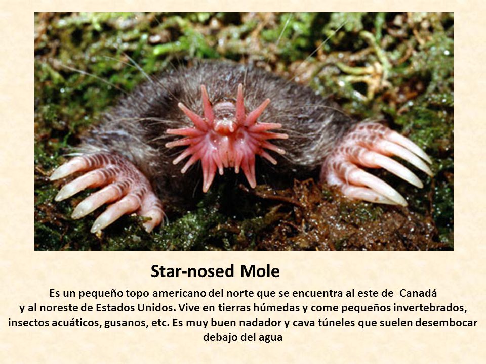 Star-nosed Mole Es un pequeño topo americano del norte que se encuentra al este de Canadá.