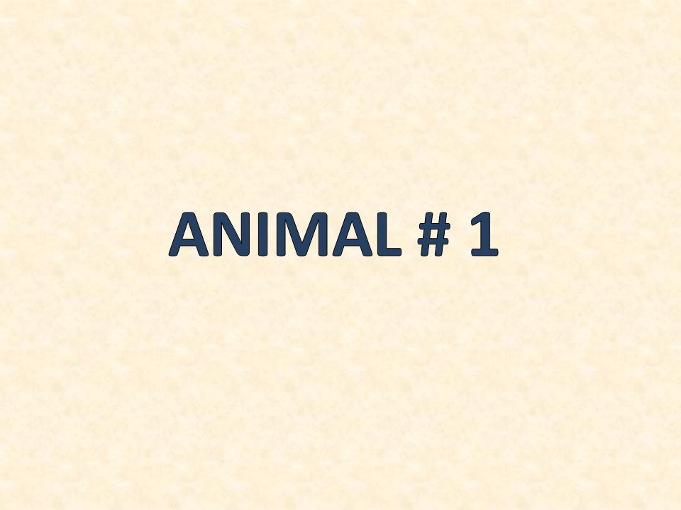 ANIMAL # 1