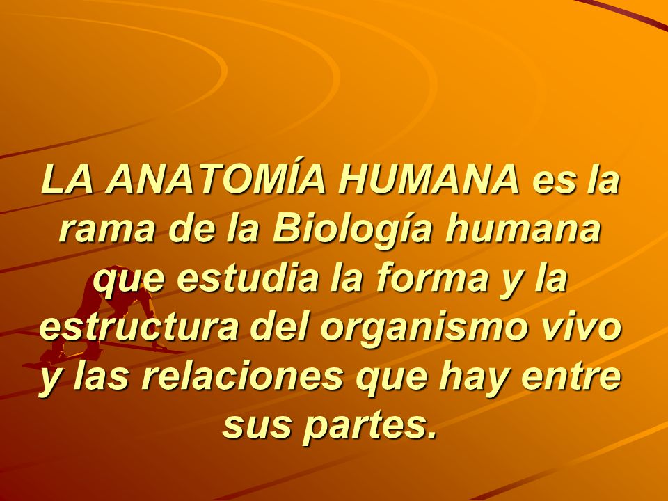 LA ANATOMÍA HUMANA es la rama de la Biología humana que estudia la forma y la estructura del organismo vivo y las relaciones que hay entre sus partes.