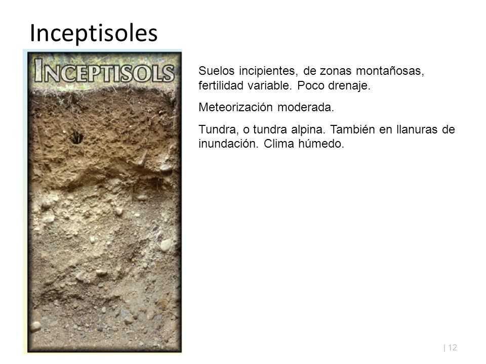 Inceptisoles Suelos incipientes, de zonas montañosas, fertilidad variable. Poco drenaje. Meteorización moderada.