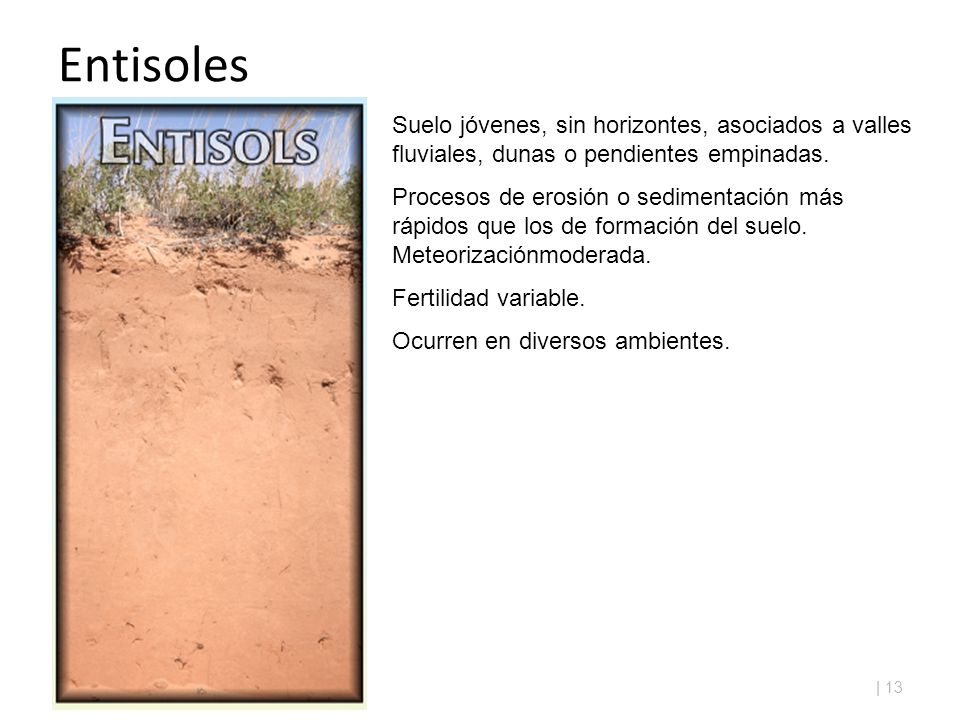 Entisoles Suelo jóvenes, sin horizontes, asociados a valles fluviales, dunas o pendientes empinadas.