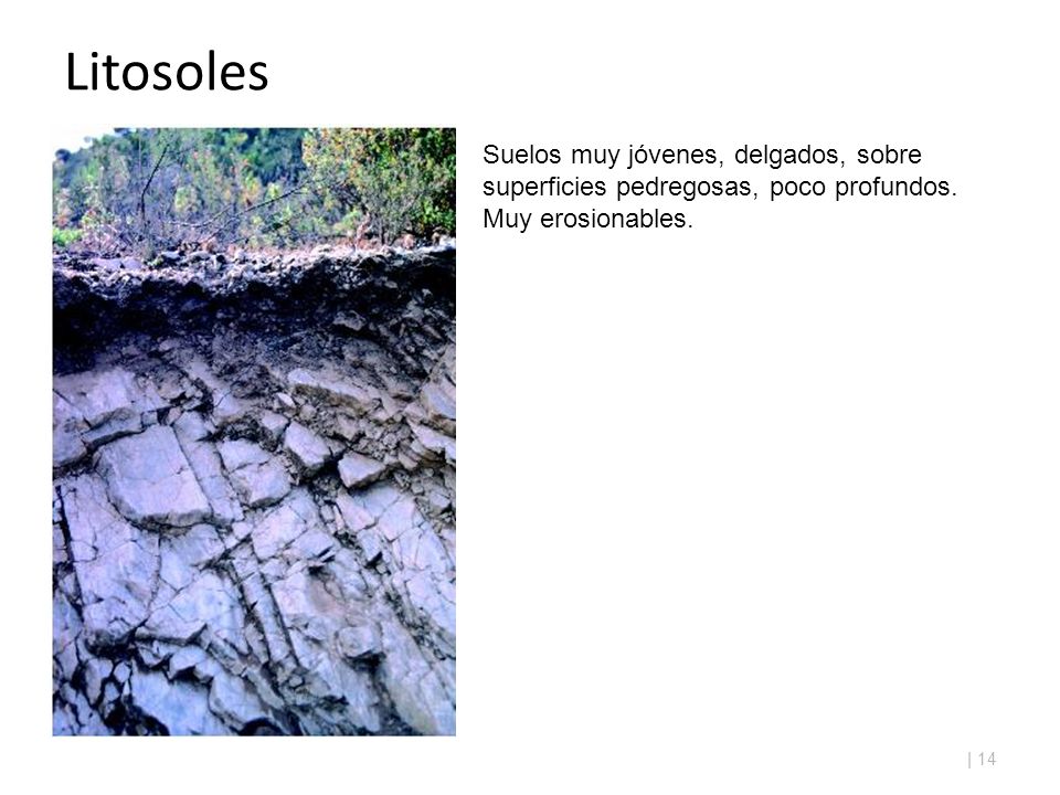 Litosoles Suelos muy jóvenes, delgados, sobre superficies pedregosas, poco profundos.