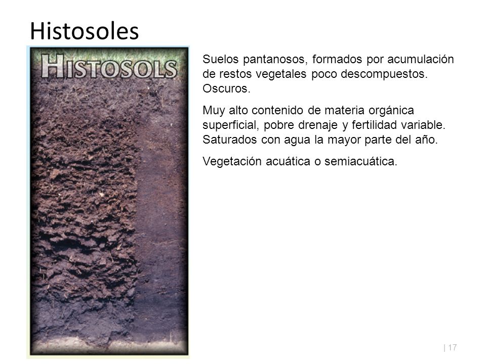 Histosoles Suelos pantanosos, formados por acumulación de restos vegetales poco descompuestos. Oscuros.