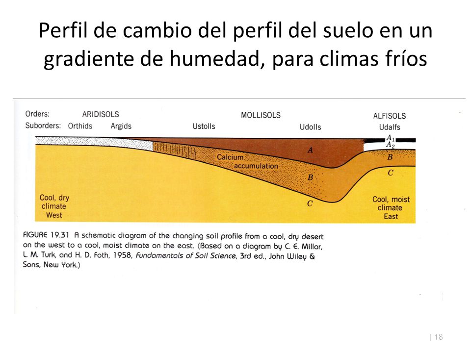 Perfil de cambio del perfil del suelo en un gradiente de humedad, para climas fríos