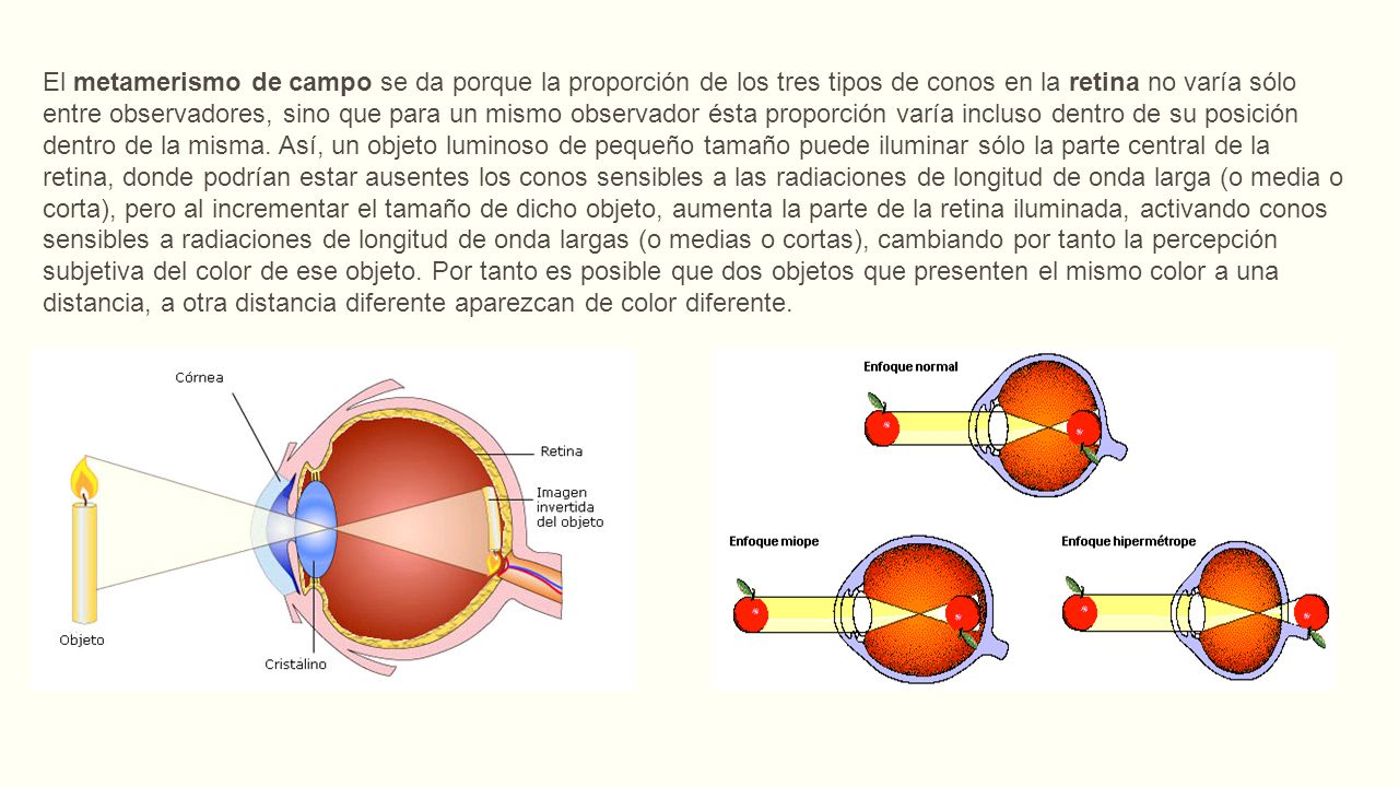 El metamerismo de campo se da porque la proporción de los tres tipos de conos en la retina no varía sólo entre observadores, sino que para un mismo observador ésta proporción varía incluso dentro de su posición dentro de la misma.
