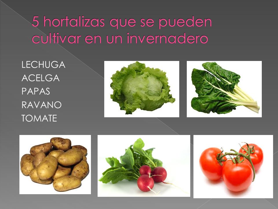 5 hortalizas que se pueden cultivar en un invernadero