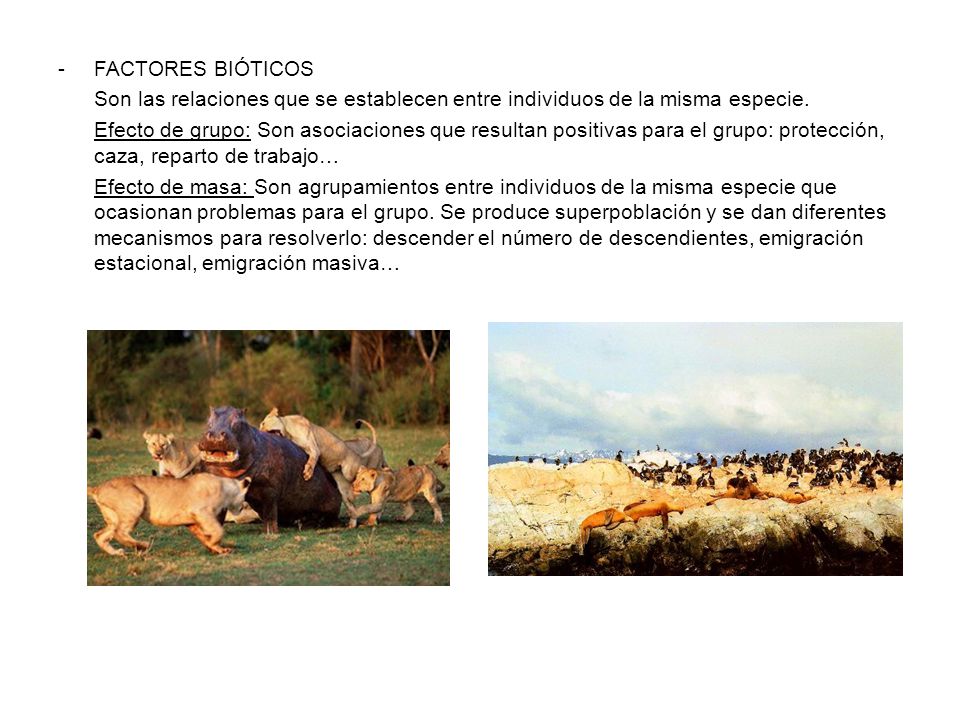 FACTORES BIÓTICOS Son las relaciones que se establecen entre individuos de la misma especie.