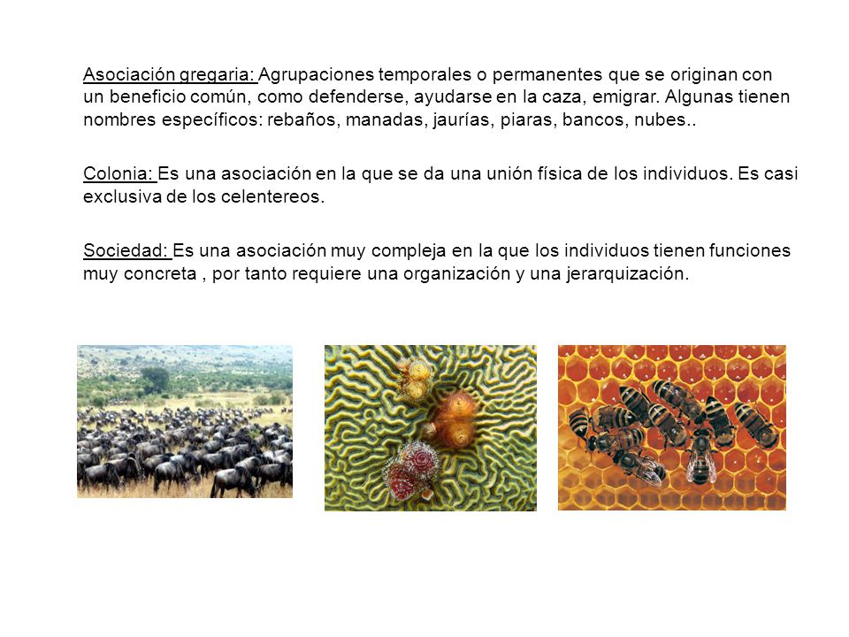 Asociación gregaria: Agrupaciones temporales o permanentes que se originan con un beneficio común, como defenderse, ayudarse en la caza, emigrar.