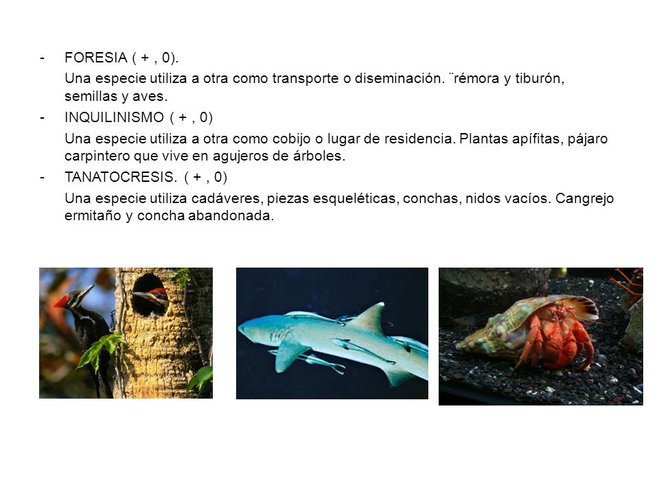 FORESIA ( + , 0). Una especie utiliza a otra como transporte o diseminación. ¨rémora y tiburón, semillas y aves.