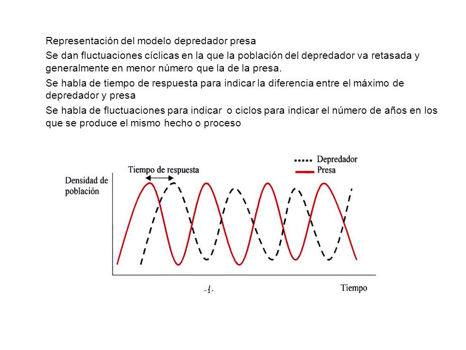 Representación del modelo depredador presa Se dan fluctuaciones cíclicas en la que la población del depredador va retasada y generalmente en menor número que la de la presa.