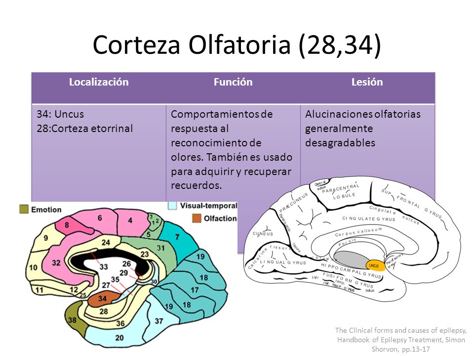 Corteza Olfatoria (28,34) Localización Función Lesión 34: Uncus