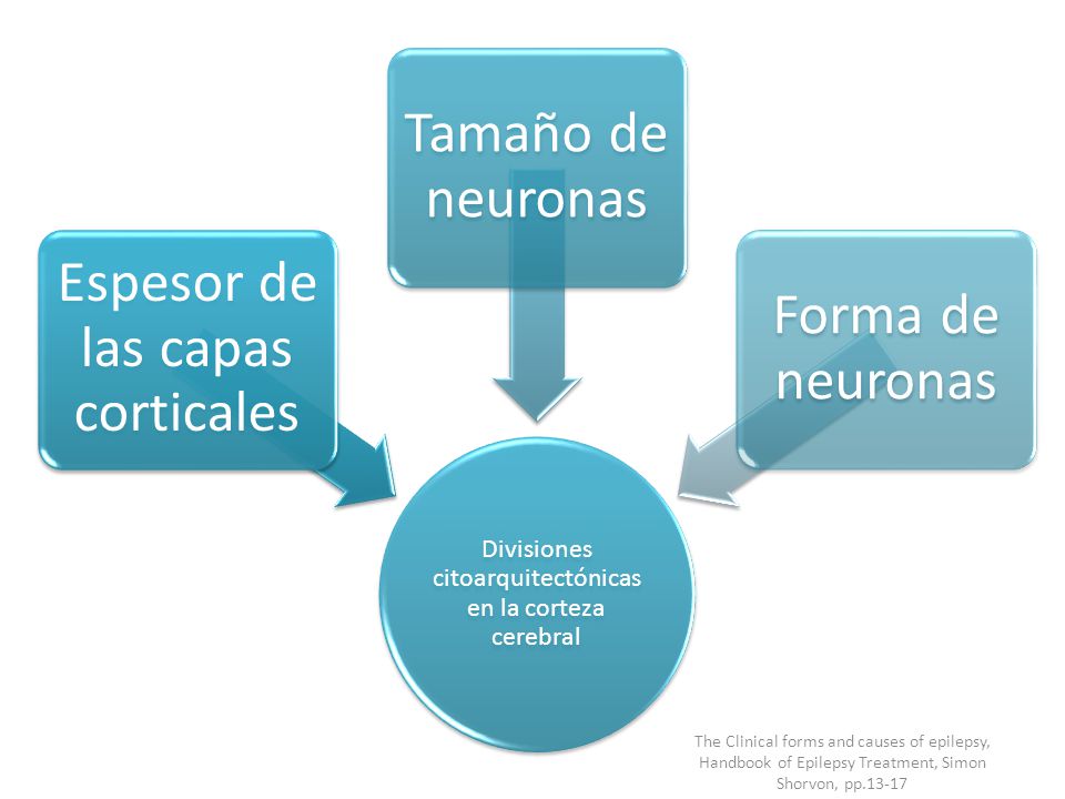 Espesor de las capas corticales Tamaño de neuronas