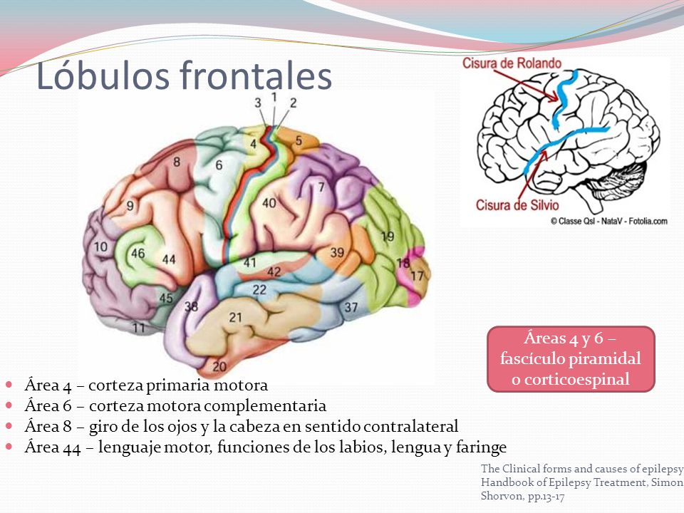 Áreas 4 y 6 – fascículo piramidal o corticoespinal
