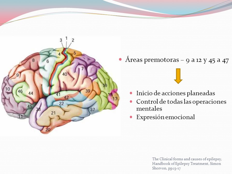 Áreas premotoras – 9 a 12 y 45 a 47 Inicio de acciones planeadas