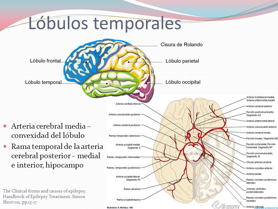Lóbulos temporales Arteria cerebral media – convexidad del lóbulo