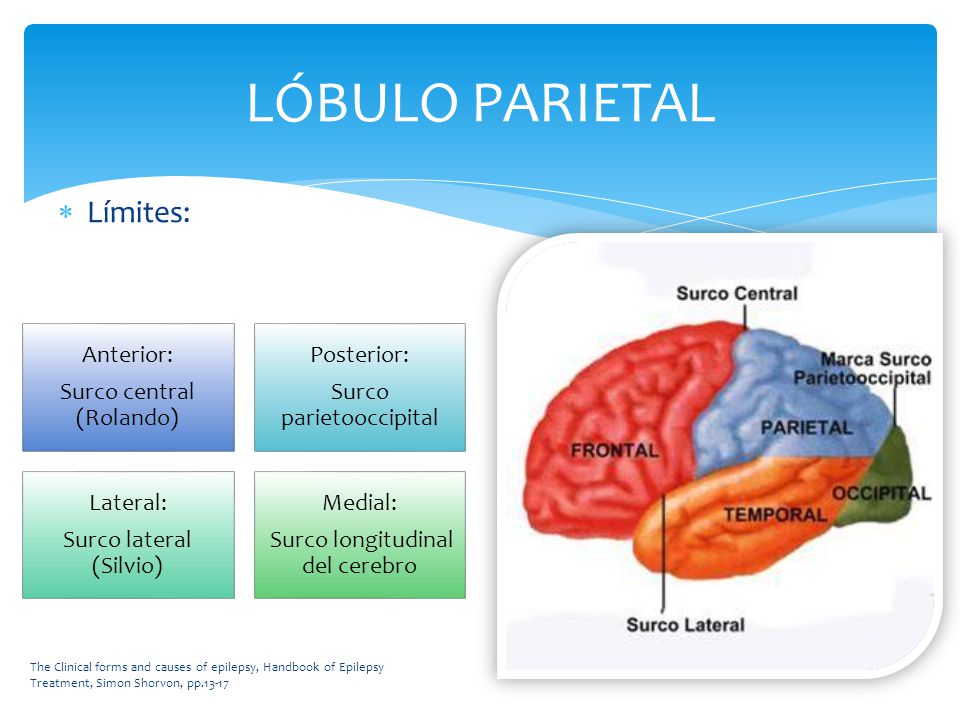 LÓBULO PARIETAL Límites: Anterior: Surco central (Rolando) Posterior:
