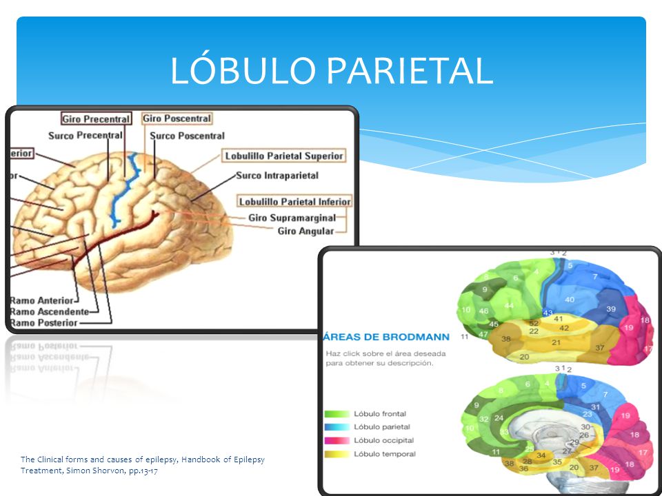 LÓBULO PARIETAL The Clinical forms and causes of epilepsy, Handbook of Epilepsy Treatment, Simon Shorvon, pp