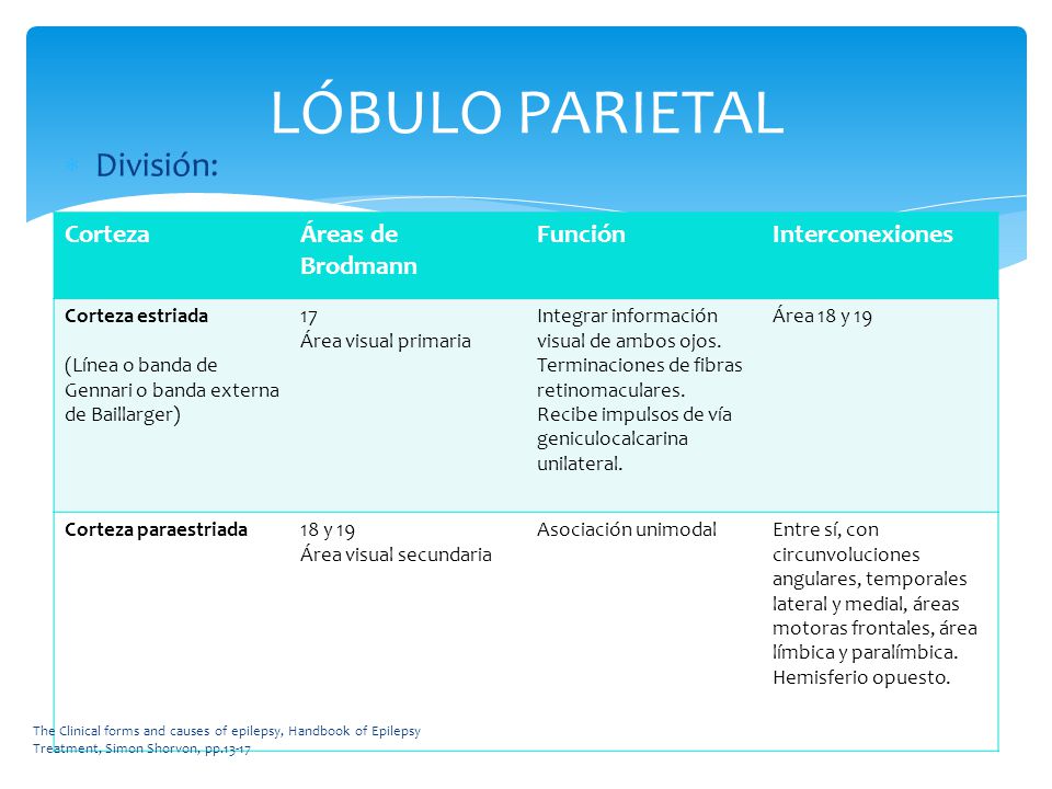 LÓBULO PARIETAL División: Corteza Áreas de Brodmann Función