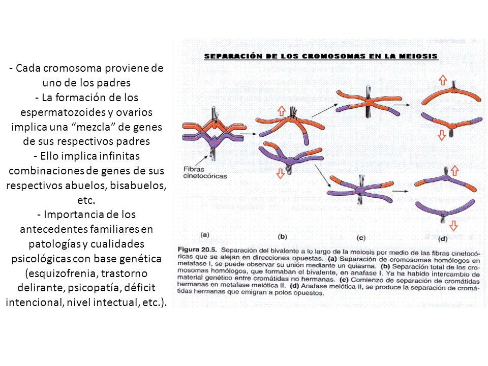 - Cada cromosoma proviene de uno de los padres - La formación de los espermatozoides y ovarios implica una mezcla de genes de sus respectivos padres - Ello implica infinitas combinaciones de genes de sus respectivos abuelos, bisabuelos, etc.