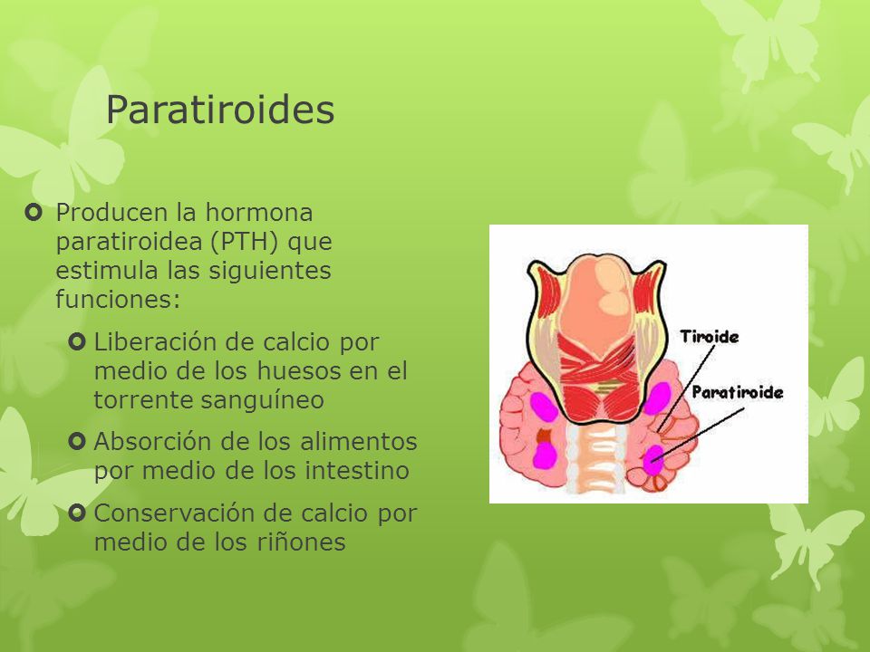 Paratiroides Producen la hormona paratiroidea (PTH) que estimula las siguientes funciones: