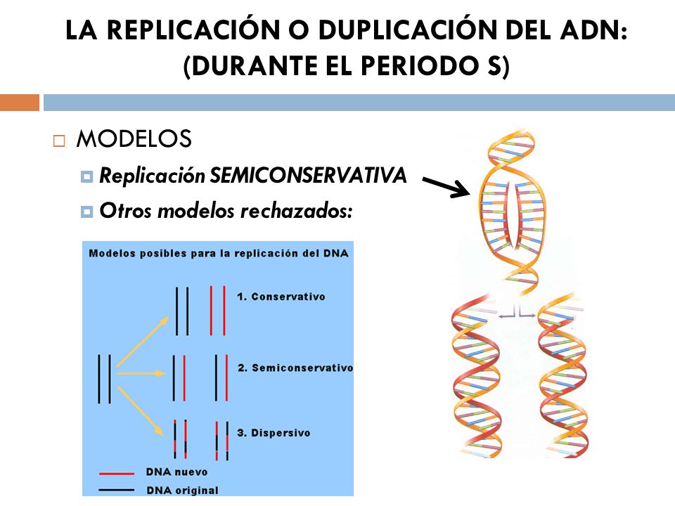 LA REPLICACIÓN O DUPLICACIÓN DEL ADN: (DURANTE EL PERIODO S)