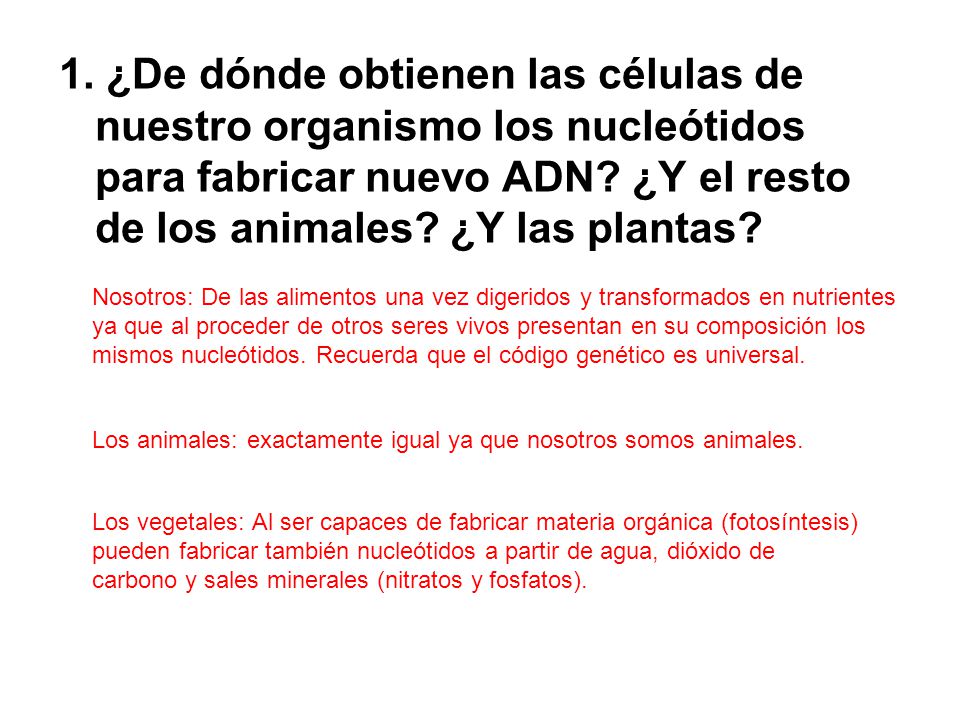 1. ¿De dónde obtienen las células de nuestro organismo los nucleótidos para fabricar nuevo ADN ¿Y el resto de los animales ¿Y las plantas