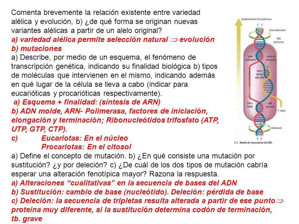 Comenta brevemente la relación existente entre variedad alélica y evolución, b) ¿de qué forma se originan nuevas variantes alélicas a partir de un alelo original
