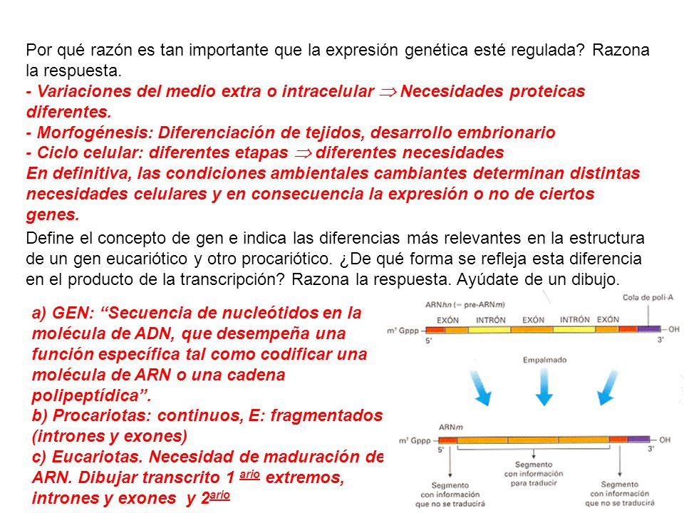 Por qué razón es tan importante que la expresión genética esté regulada Razona la respuesta.