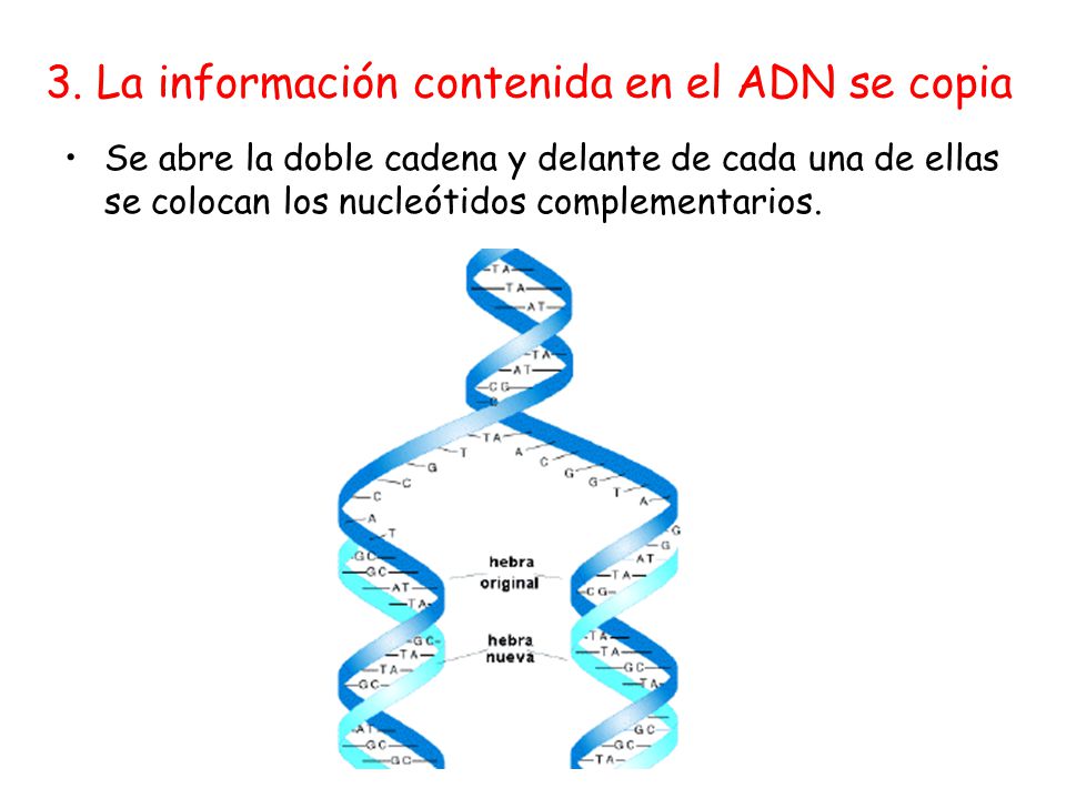 3. La información contenida en el ADN se copia
